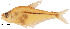  (Roeboides guatemalensis - stri-15583)  @14 [ ] Unspecified (default): All Rights Reserved  Unspecified Unspecified