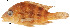  (Cribroheros altifrons - stri-18)  @13 [ ] Unspecified (default): All Rights Reserved  Unspecified Unspecified