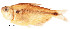  (Astyanax orthodus - stri-20215)  @15 [ ] Unspecified (default): All Rights Reserved  Unspecified Unspecified