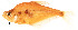  (Roeboides occidentalis - stri-3404)  @14 [ ] Unspecified (default): All Rights Reserved  Unspecified Unspecified