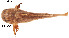  (Trachelyopterus amblops - stri-3419)  @14 [ ] Unspecified (default): All Rights Reserved  Unspecified Unspecified