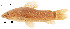  (Hoplosternum punctatum - stri-4128)  @15 [ ] Unspecified (default): All Rights Reserved  Unspecified Unspecified