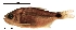  (Astyanax ruberrimus - stri-6763)  @15 [ ] Unspecified (default): All Rights Reserved  Unspecified Unspecified