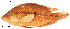  (Kronoheros umbrifer - stri-6786)  @14 [ ] Unspecified (default): All Rights Reserved  Unspecified Unspecified