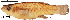  (Brachyrhaphis episcopi - stri-7322)  @14 [ ] Unspecified (default): All Rights Reserved  Unspecified Unspecified