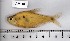  (Roeboides loftini - AM-18)  @14 [ ] Unspecified (default): All Rights Reserved  Unspecified Unspecified