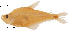  (Roeboides bouchellei - stri-1147)  @15 [ ] Unspecified (default): All Rights Reserved  Unspecified Unspecified