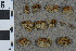  ( - BGE_00812_H11)  @11 [ ] Creative Commons  Attribution Non-Commercial Share-Alike (2024) NTNU University Museum, Department of Natural History NTNU University Museum, Department of Natural History