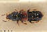  ( - BGE_00261_E05)  @11 [ ] Creative Commons  Attribution Non-Commercial Share-Alike (2024) NTNU University Museum, Department of Natural History NTNU University Museum, Department of Natural History