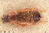  (Anthobium fusculum - BGE_00261_H02)  @11 [ ] Creative Commons  Attribution Non-Commercial Share-Alike (2024) NTNU University Museum, Department of Natural History NTNU University Museum, Department of Natural History