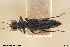  ( - BGE_00261_G01)  @11 [ ] Creative Commons  Attribution Non-Commercial Share-Alike (2024) NTNU University Museum, Department of Natural History NTNU University Museum, Department of Natural History