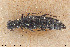  (Stenus confusus - BGE_00261_G02)  @11 [ ] Creative Commons  Attribution Non-Commercial Share-Alike (2024) NTNU University Museum, Department of Natural History NTNU University Museum, Department of Natural History