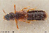  ( - BGE_00261_F08)  @11 [ ] Creative Commons  Attribution Non-Commercial Share-Alike (2024) NTNU University Museum, Department of Natural History NTNU University Museum, Department of Natural History