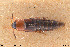  ( - BGE_00261_E12)  @11 [ ] Creative Commons  Attribution Non-Commercial Share-Alike (2024) NTNU University Museum, Department of Natural History NTNU University Museum, Department of Natural History