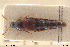  (Mycetoporus maerkeli - BGE_00261_F02)  @11 [ ] Creative Commons  Attribution Non-Commercial Share-Alike (2024) NTNU University Museum, Department of Natural History NTNU University Museum, Department of Natural History
