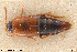  (Tachyporus obscurellus - BGE_00261_G07)  @11 [ ] Creative Commons  Attribution Non-Commercial Share-Alike (2024) NTNU University Museum, Department of Natural History NTNU University Museum, Department of Natural History