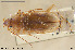  ( - BGE_00261_B11)  @11 [ ] Creative Commons  Attribution Non-Commercial Share-Alike (2024) NTNU University Museum, Department of Natural History NTNU University Museum, Department of Natural History