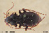  ( - BGE_00261_C07)  @11 [ ] Creative Commons  Attribution Non-Commercial Share-Alike (2024) NTNU University Museum, Department of Natural History NTNU University Museum, Department of Natural History