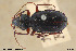  ( - BGE_00261_C06)  @11 [ ] Creative Commons  Attribution Non-Commercial Share-Alike (2024) NTNU University Museum, Department of Natural History NTNU University Museum, Department of Natural History