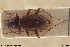  ( - BGE_00261_C05)  @11 [ ] Creative Commons  Attribution Non-Commercial Share-Alike (2024) NTNU University Museum, Department of Natural History NTNU University Museum, Department of Natural History
