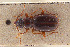  ( - BGE_00258_B07)  @11 [ ] Creative Commons  Attribution Non-Commercial Share-Alike (2024) NTNU University Museum, Department of Natural History NTNU University Museum, Department of Natural History