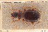  ( - BGE_00258_B06)  @11 [ ] Creative Commons  Attribution Non-Commercial Share-Alike (2024) NTNU University Museum, Department of Natural History NTNU University Museum, Department of Natural History