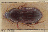  ( - BGE_00258_F09)  @11 [ ] Creative Commons  Attribution Non-Commercial Share-Alike (2024) NTNU University Museum, Department of Natural History NTNU University Museum, Department of Natural History