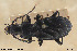  ( - BGE_00258_E10)  @11 [ ] Creative Commons  Attribution Non-Commercial Share-Alike (2024) NTNU University Museum, Department of Natural History NTNU University Museum, Department of Natural History