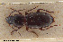  ( - BGE_00258_E07)  @11 [ ] Creative Commons  Attribution Non-Commercial Share-Alike (2024) NTNU University Museum, Department of Natural History NTNU University Museum, Department of Natural History
