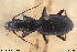  (Pterostichus planipennis - BGE_00258_F04)  @11 [ ] Creative Commons  Attribution Non-Commercial Share-Alike (2024) NTNU University Museum, Department of Natural History NTNU University Museum, Department of Natural History