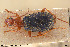  ( - BGE_00258_H08)  @11 [ ] Creative Commons  Attribution Non-Commercial Share-Alike (2024) NTNU University Museum, Department of Natural History NTNU University Museum, Department of Natural History