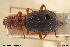  ( - BGE_00258_H07)  @11 [ ] Creative Commons  Attribution Non-Commercial Share-Alike (2024) NTNU University Museum, Department of Natural History NTNU University Museum, Department of Natural History