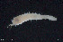  ( - BGE_00229_C07)  @11 [ ] Creative Commons  Attribution Non-Commercial Share-Alike (2023) NTNU University Museum, Department of Natural History NTNU University Museum, Department of Natural History