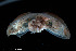  ( - BGE_00231_C07)  @11 [ ] Creative Commons  Attribution Non-Commercial Share-Alike (2024) NTNU University Museum, Department of Natural History NTNU University Museum, Department of Natural History