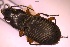 (Pterostichus flavofemoratus - BGE_00240_E09)  @11 [ ] Creative Commons  Attribution Non-Commercial Share-Alike (2024) NTNU University Museum, Department of Natural History NTNU University Museum, Department of Natural History