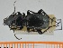  (Pterostichus impressus - BGE_00240_F02)  @11 [ ] Creative Commons  Attribution Non-Commercial Share-Alike (2024) NTNU University Museum, Department of Natural History NTNU University Museum, Department of Natural History