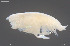  (Harpiniopsis similis - BGE_00246_G02)  @11 [ ] Creative Commons  Attribution Non-Commercial Share-Alike (2024) NTNU University Museum, Department of Natural History NTNU University Museum, Department of Natural History