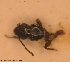  (Microlestes luctuosus - BGE_00249_D06)  @11 [ ] Creative Commons  Attribution Non-Commercial Share-Alike (2024) NTNU University Museum, Department of Natural History NTNU University Museum, Department of Natural History
