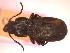  (Pterostichus externepunctatus - BGE_00249_H11)  @11 [ ] Creative Commons  Attribution Non-Commercial Share-Alike (2024) NTNU University Museum, Department of Natural History NTNU University Museum, Department of Natural History