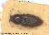  (Neohypdonus arcticus - BGE_00251_H08)  @11 [ ] Creative Commons  Attribution Non-Commercial Share-Alike (2024) NTNU University Museum, Department of Natural History NTNU University Museum, Department of Natural History