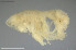  (Liljeborgia kinahani - BGE_00254_A08)  @11 [ ] Creative Commons  Attribution Non-Commercial Share-Alike (2024) NTNU University Museum, Department of Natural History NTNU University Museum, Department of Natural History