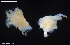  ( - BGE_00255_C04)  @11 [ ] Creative Commons  Attribution Non-Commercial Share-Alike (2024) NTNU University Museum, Department of Natural History NTNU University Museum, Department of Natural History