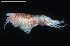 ( - BGE_00255_D09)  @11 [ ] Creative Commons  Attribution Non-Commercial Share-Alike (2024) NTNU University Museum, Department of Natural History NTNU University Museum, Department of Natural History