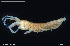  ( - BGE_00255_D11)  @11 [ ] Creative Commons  Attribution Non-Commercial Share-Alike (2024) NTNU University Museum, Department of Natural History NTNU University Museum, Department of Natural History