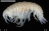  (Tryphosella umbonata - BGE_00255_E01)  @11 [ ] Creative Commons  Attribution Non-Commercial Share-Alike (2024) NTNU University Museum, Department of Natural History NTNU University Museum, Department of Natural History