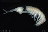  ( - BGE_00255_G05)  @11 [ ] Creative Commons  Attribution Non-Commercial Share-Alike (2024) NTNU University Museum, Department of Natural History NTNU University Museum, Department of Natural History