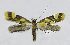  ( - BGE_00240_B09)  @11 [ ] Creative Commons  Attribution Non-Commercial Share-Alike (2024) Kai Berggren NTNU University Museum, Department of Natural History