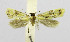 ( - BGE_00240_B10)  @11 [ ] Creative Commons  Attribution Non-Commercial Share-Alike (2024) Kai Berggren NTNU University Museum, Department of Natural History