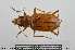  ( - BGE_00261_B01)  @11 [ ] Creative Commons  Attribution Non-Commercial Share-Alike (2024) NTNU University Museum, Department of Natural History NTNU University Museum, Department of Natural History