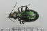  (Carabus solieri - BGE_00261_C01)  @11 [ ] Creative Commons  Attribution Non-Commercial Share-Alike (2024) NTNU University Museum, Department of Natural History NTNU University Museum, Department of Natural History